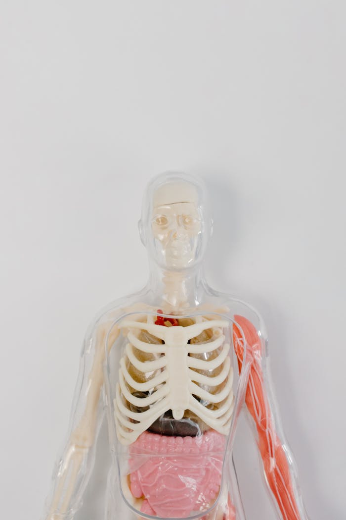 Detailed anatomical model showcasing human skeletal and muscular systems.